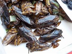 Image result for Fried Cockroach
