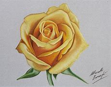 Image result for Red Rose Flower Drawing
