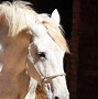 Image result for White Horse Breeds