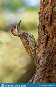 Image result for Campethera Picidae