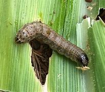 Image result for "fall-armyworm"