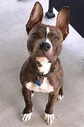 Image result for How to Train a Pit Bull Boxer Mix