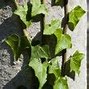 Image result for Apple Tree Leaves Pictures
