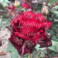 Image result for Rosa Graaf Lennart (r)