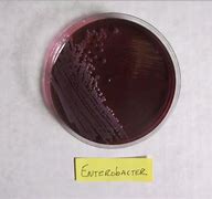 Enterobacter 的图像结果