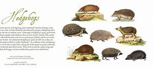 Image result for Hedgehog Evolution Tree