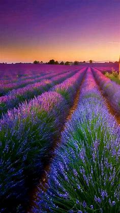 Lavender Garden with Beautiful Sun Set😍 | Paysage insolite, Photo paysage magnifique, Paysage