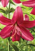 Image result for Lilium Purple Marble