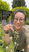 Image result for Perennial Climbers