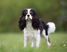 Image result for English Dog Breeds