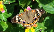 Image result for Butterflies. Size: 178 x 105. Source: blok888.blogspot.com
