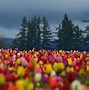 Image result for Country Gardens Beautiful Spring Flowers
