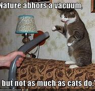Image result for Cat Vacuum Meme