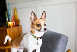Image result for Chihuahua Terrier Mix