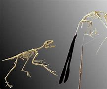 Image result for Yi Qi Fossil