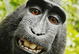 Image result for Funniest Monkeys Ever