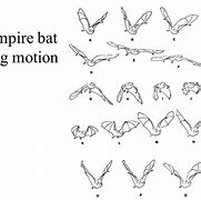 Image result for Animated Bat Wings