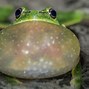 Image result for Reeee Frog