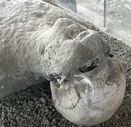 Image result for Pompeii Remains Dog