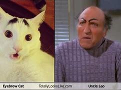 Image result for Eyebrow Cat Meme