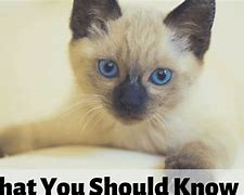 Image result for Be Quiet for Daddy Kitten