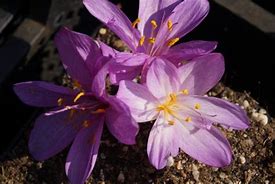 Image result for Colchicum cilicium Purpureum