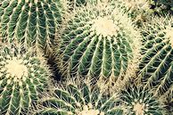 Image result for Cactus Photography