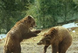 Image result for Bears Playing