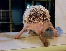 Image result for Pygmy Hedgehog Poop