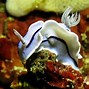 Image result for Pretty Deep Sea Creatures