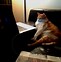 Image result for Funny Cat Computer Meme