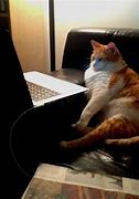 Image result for Funny Cat Computer Meme