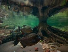 Image result for Underwater Reflection