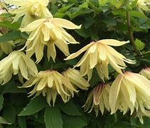 Image result for Clematis Climbing Vine