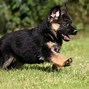 Image result for Cool Dog Wallpapers for Computer