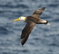 Image result for albatrox