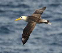 Image result for albatroa