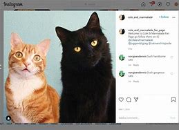 Image result for Instagram Kitty Laura