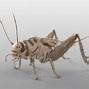 Image result for Cricket Icon 3D