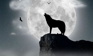 Image result for Lone Wolf Howling at Moon
