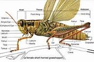 Image result for Anterior View of Cricket Head