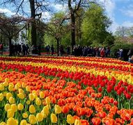 Image result for Netherlands Spring Flowers