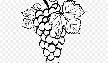 Image result for Grape Vine Black and White