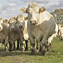 Image result for Charolais Beef Cattle