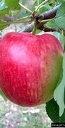 Image result for Dwarf Anna Apple Tree