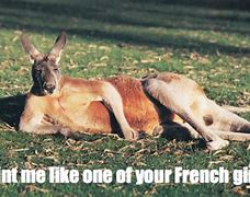 Image result for Australia Animal Memes