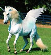 Image result for Unicorns Do They Exist