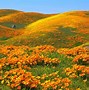 Image result for Wild Flower Field Wallpaper