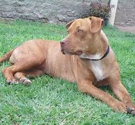 Image result for American Pit Bull Terrier AKC