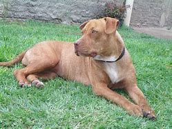 Image result for What Type of Dog Is a Pit Bull